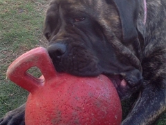 I got the ball!
